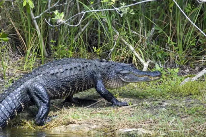 Framed Print : American Alligator in Everglades National Park, Florida Framed Print : American Alligator in Everglades National Park, Florida