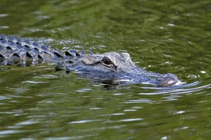 Framed Print : American Alligator in Everglades National Park, Florida Framed Print : American Alligator in Everglades National Park, Florida