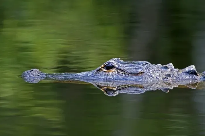Framed Print : American Alligator in Everglades National Park, Florida