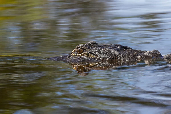 American alligator from eye level with water, Myakka River State Park, Florida