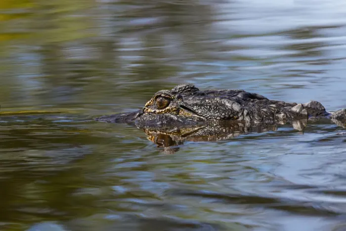Framed Print : American alligator from eye level with water, Myakka River State Park, Florida