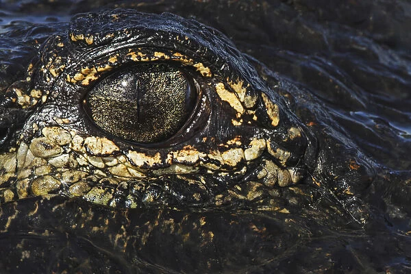American alligator eyeball close-up from eye level with water, Myakka River State Park, Florida