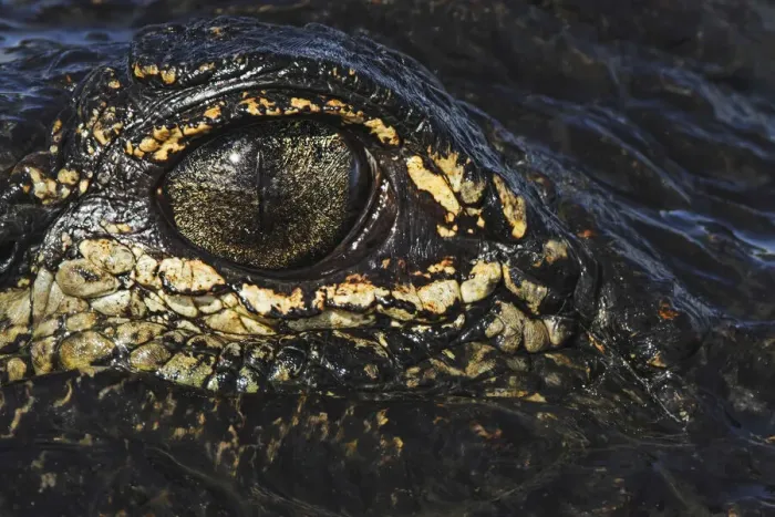 Framed Print : American alligator eyeball close-up from eye level with water, Myakka River State Park, Florida Framed Print : American alligator eyeball close-up from eye level with water, Myakka River State Park, Florida