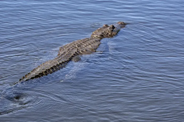 Framed Print : American alligator, Florida Framed Print : American alligator, Florida