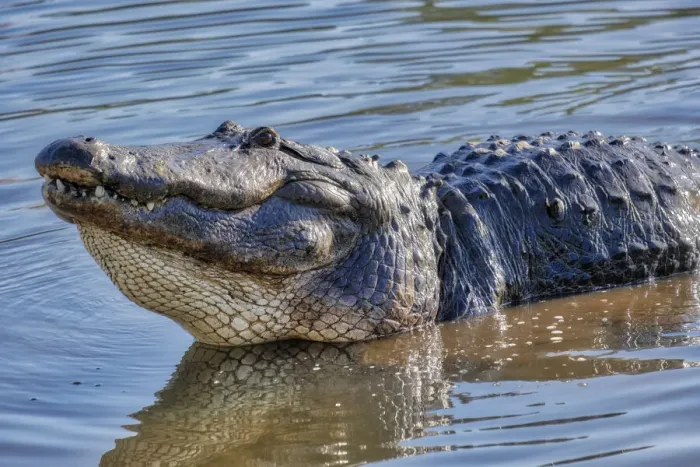 Framed Print : American alligator, Florida Framed Print : American alligator, Florida