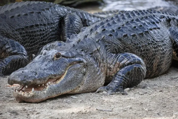 Framed Print : American alligator, Florida Framed Print : American alligator, Florida