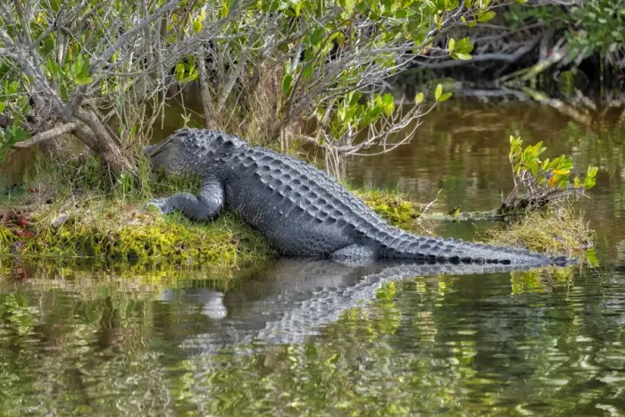 Framed Print : American alligator, Florida Framed Print : American alligator, Florida