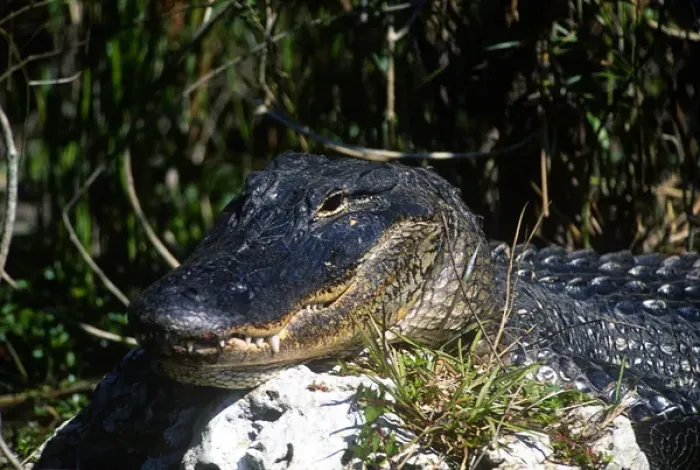 Framed Print : American alligator found throughout Florida and S. E. USA Framed Print : American alligator found throughout Florida and S. E. USA