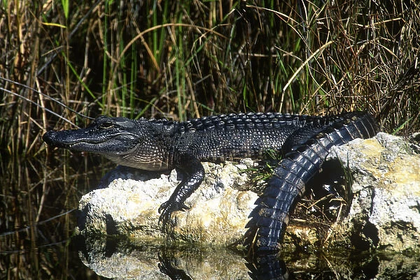 American alligator found throughout Florida and S. E. USA