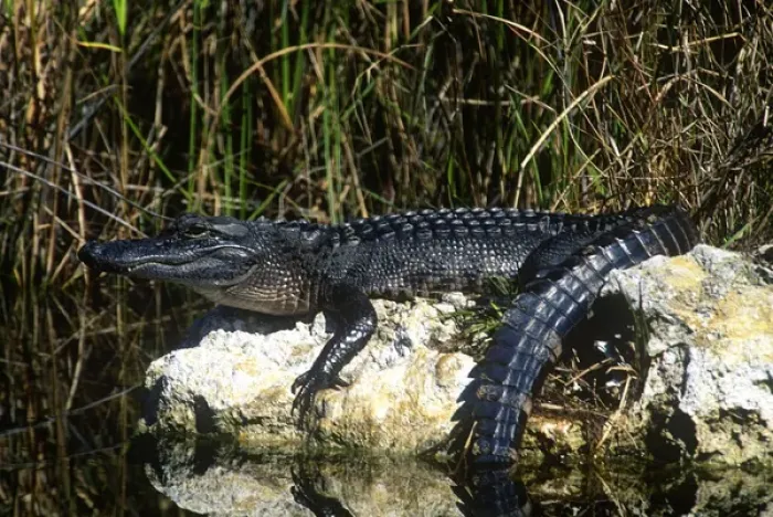 Framed Print : American alligator found throughout Florida and S. E. USA Framed Print : American alligator found throughout Florida and S. E. USA