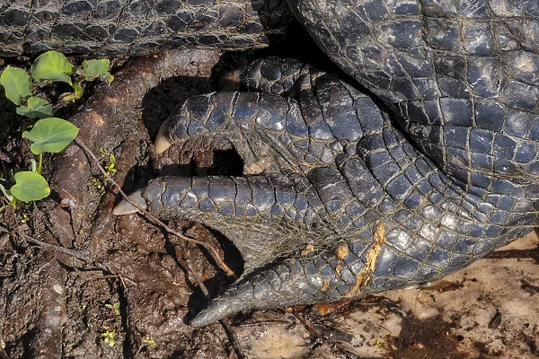 American alligator foot, Florida