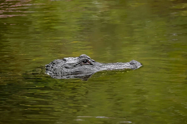 American alligator, Merritt Island National Wildlife Refuge, Florida