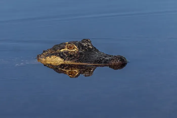 Framed Print : American alligator. Merritt Island National Wildlife Refuge, Florida Framed Print : American alligator. Merritt Island National Wildlife Refuge, Florida