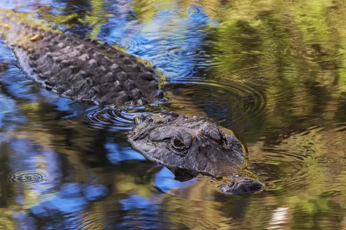 Framed Print : American alligator. Merritt Island National Wildlife Refuge, Florida Framed Print : American alligator. Merritt Island National Wildlife Refuge, Florida