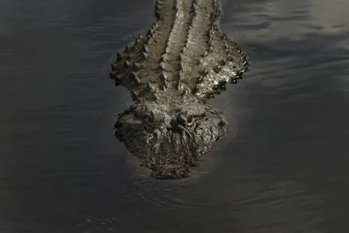 Framed Print : American alligator, Myakka River State Park, Florida Framed Print : American alligator, Myakka River State Park, Florida