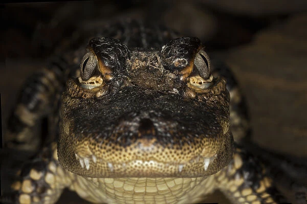 American Alligator portrait
