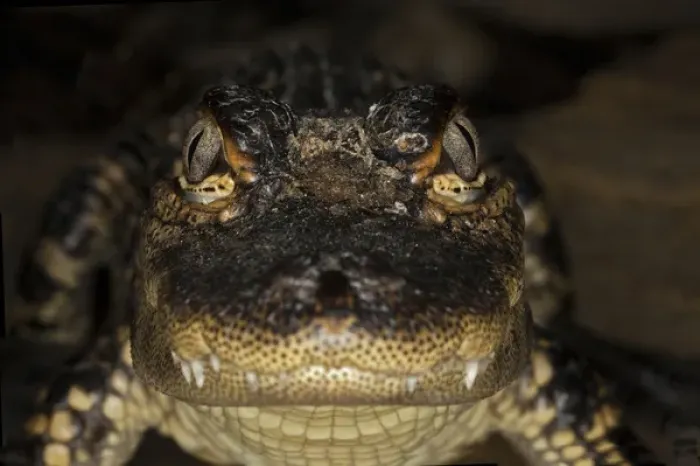 Framed Print : American Alligator portrait