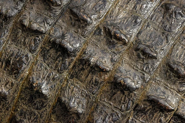American alligator scale pattern close-up, Myakka River State Park, Florida