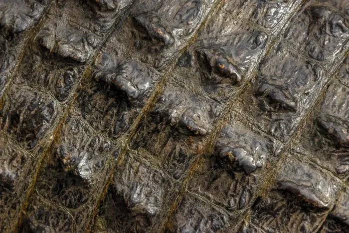 Framed Print : American alligator scale pattern close-up, Myakka River State Park, Florida