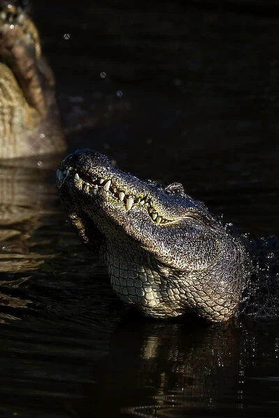 American alligators rise out of the water as a breeding display