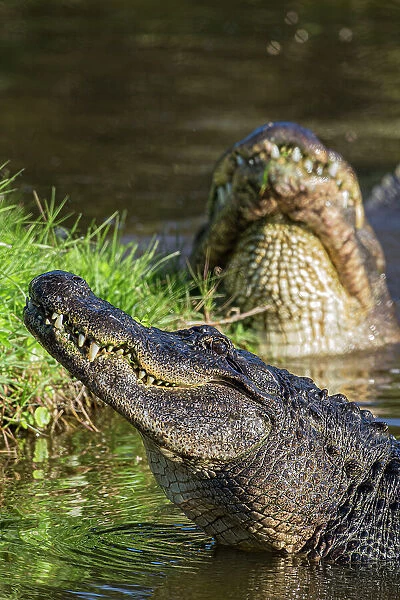 American alligators rise out of the water as a breeding display