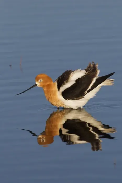 Framed Print : American Avocet