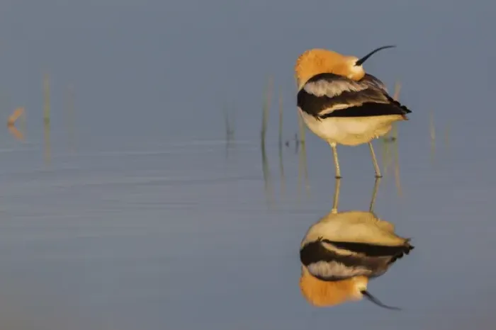 Framed Print : American Avocet