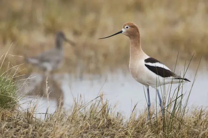 Framed Print : American Avocet Framed Print : American Avocet
