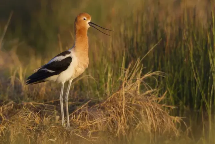 Framed Print : American Avocet Calling Framed Print : American Avocet Calling
