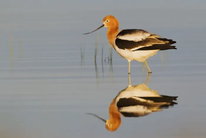 Framed Print : American Avocet at Dawn