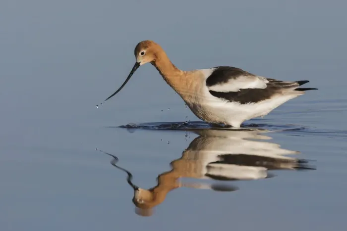 Framed Print : American Avocet Foraging