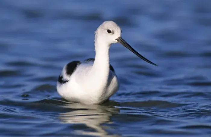 Framed Print : American Avocet, Recurvirostra americana, adult winter plumage, Rockport, Texas, USA Framed Print : American Avocet, Recurvirostra americana, adult winter plumage, Rockport, Texas, USA