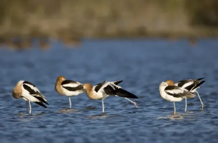 Framed Print : American Avocets, Recurvirostra americana, Welder flats, Texas Framed Print : American Avocets, Recurvirostra americana, Welder flats, Texas