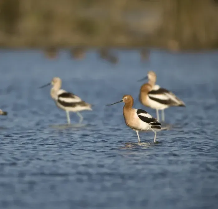 Framed Print : American Avocets, Recurvirostra americana, Welder flats, Texas Framed Print : American Avocets, Recurvirostra americana, Welder flats, Texas