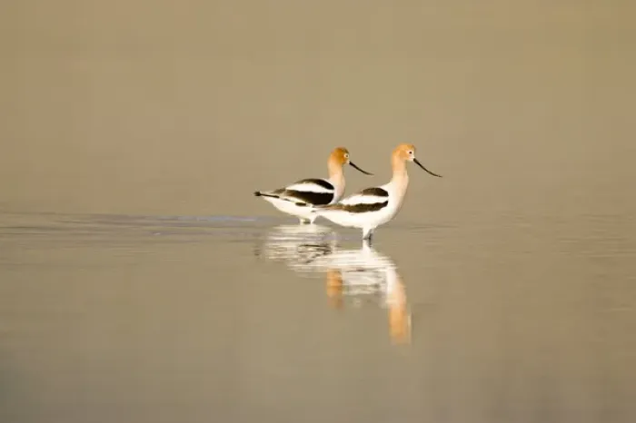 Framed Print : American avocets in shallow water of Mann Lake in southeastern Oregon Framed Print : American avocets in shallow water of Mann Lake in southeastern Oregon