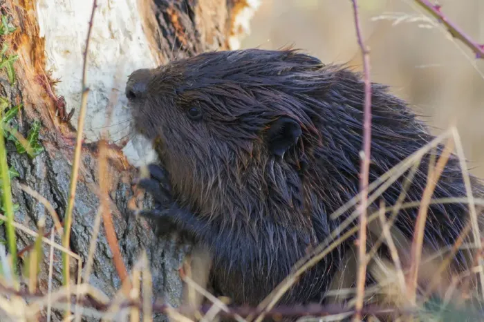 Framed Print : American Beaver Chewing Down Tree Framed Print : American Beaver Chewing Down Tree