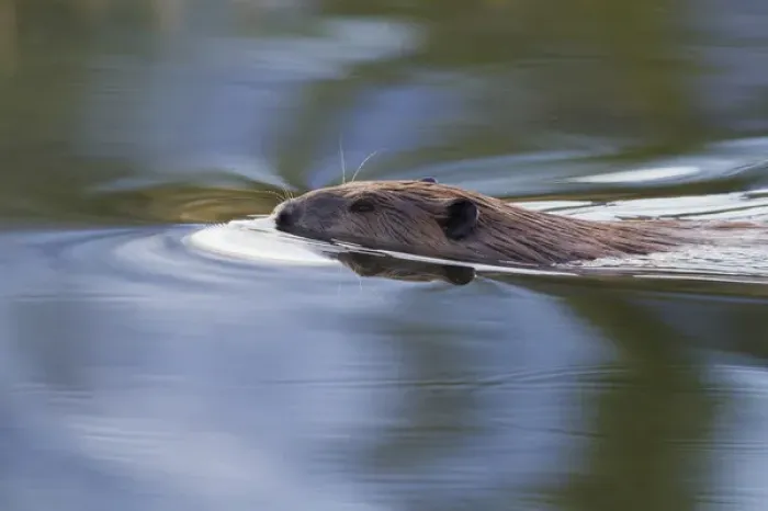 Framed Print : American Beaver Swimming in Pond Framed Print : American Beaver Swimming in Pond