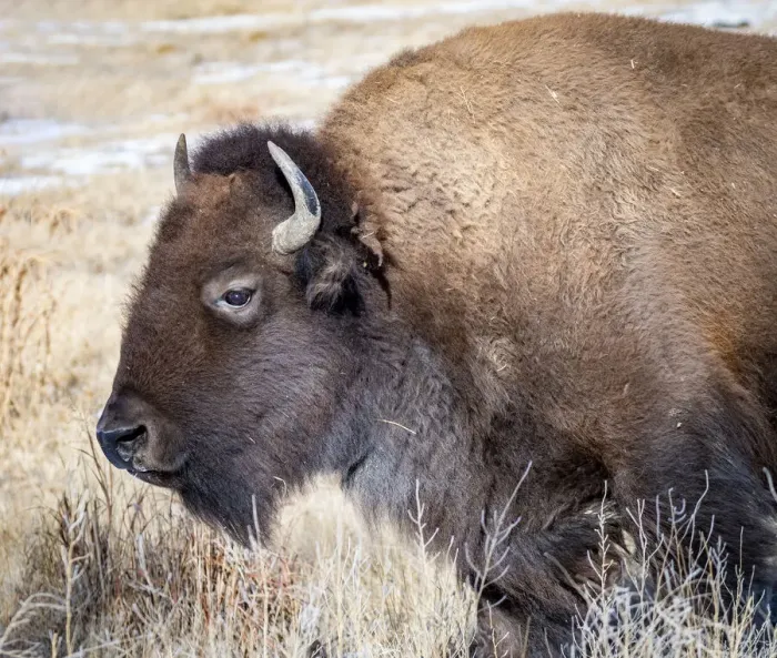 Framed Print : American Bison Framed Print : American Bison