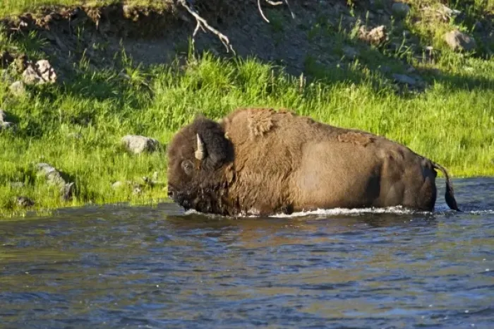Framed Print : American Bison (Bison bison) bull swimming Yellowstone River, Yellowstone National Park Framed Print : American Bison (Bison bison) bull swimming Yellowstone River, Yellowstone National Park