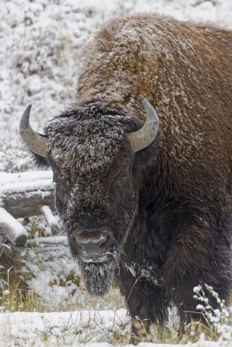Framed Print : American Bison, Bison bison and light dusting of snow, Yellowstone National Park, Wyoming Framed Print : American Bison, Bison bison and light dusting of snow, Yellowstone National Park, Wyoming