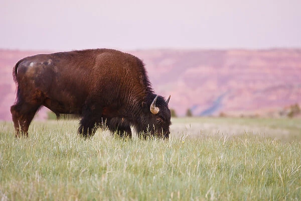 American Bison (Bison bison) male grazing on prairie grass at Theodore Roosevelt National Park