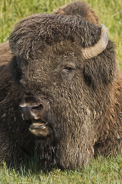 American Bison (Bison bison) male resting in grassland, Theodore Roosevelt National Park