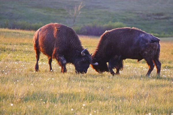 American Bison (Bison bison) males fighting