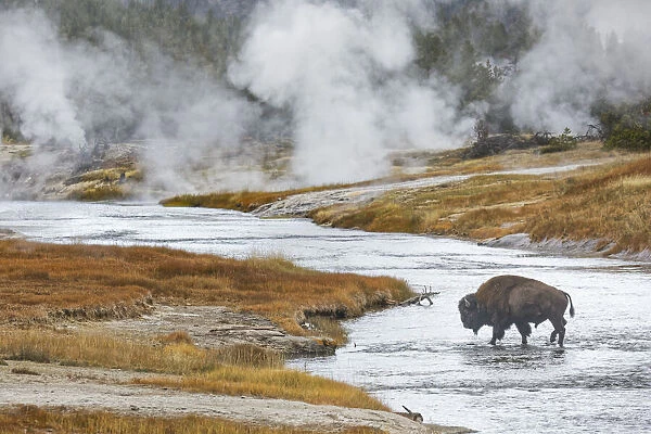 American Bison, crossing Firehole River, Upper Geyser Basin, Yellowstone National Park