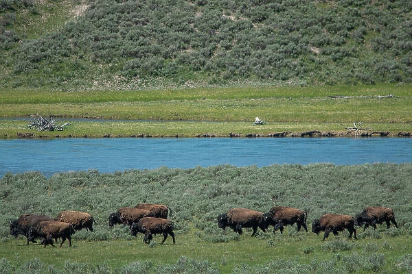 American bison at Lamar River, Lamar Valley, Yellowstone National Park, Wyoming, USA