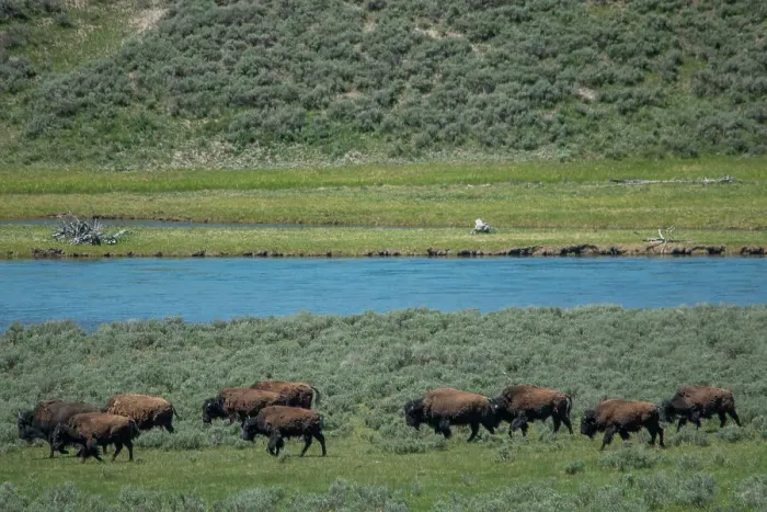 Framed Print : American bison at Lamar River, Lamar Valley, Yellowstone National Park, Wyoming, USA Framed Print : American bison at Lamar River, Lamar Valley, Yellowstone National Park, Wyoming, USA