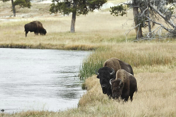 American Bison along Nez Perce River in autumn, Yellowstone National Park, Nez Perce River, Wyoming