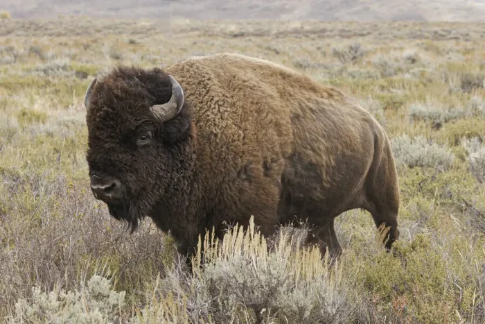 Framed Print : American Bison in sagebrush meadow. Grand Teton National Park Framed Print : American Bison in sagebrush meadow. Grand Teton National Park