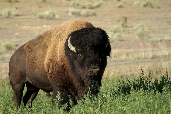 American bison, Santa Fe, New Mexico, United States (PR)