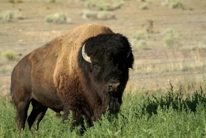 Framed Print : American bison, Santa Fe, New Mexico, United States (PR)